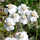 Achillea clavenae